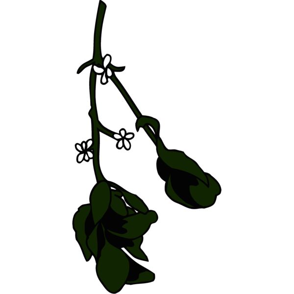 mistletoe2 Thumbnail