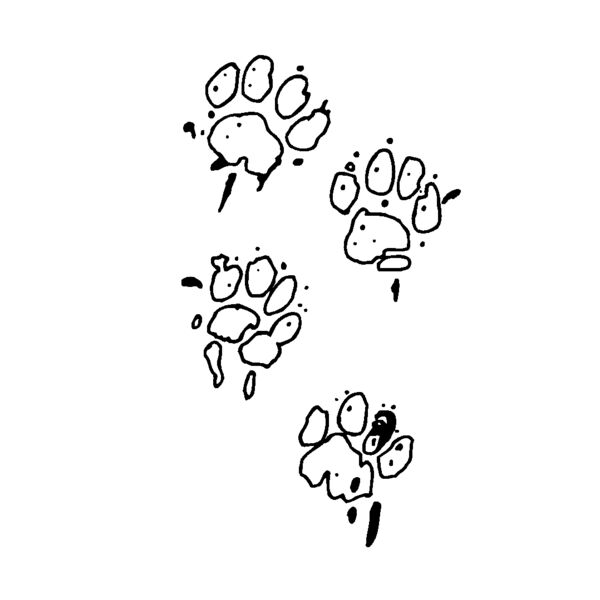 paws Thumbnail