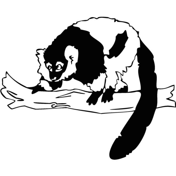 bw lemur Thumbnail