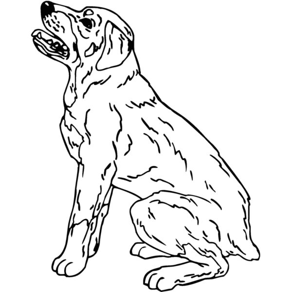 rottweiler Thumbnail