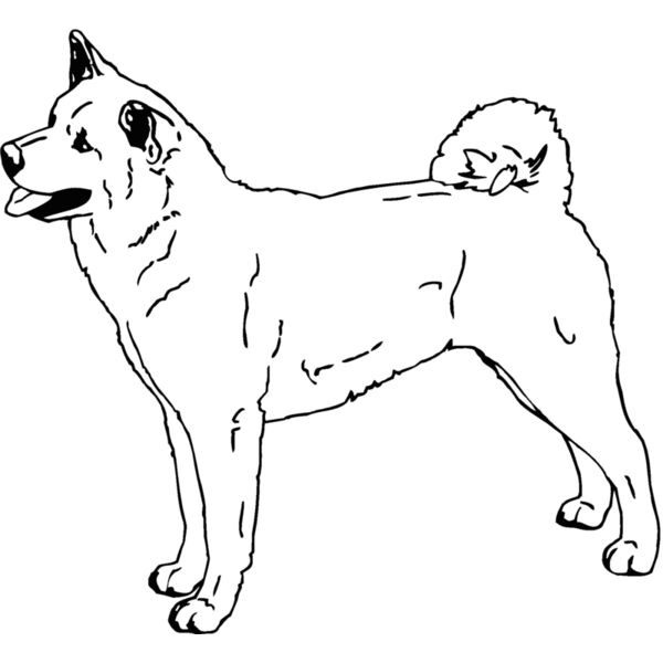 akita Thumbnail