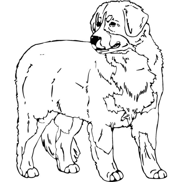 bernese mountain dog Thumbnail