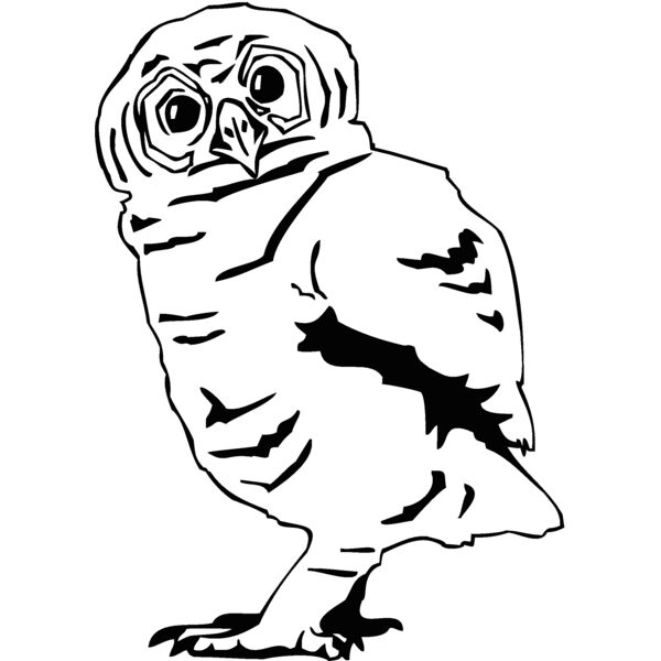 tawny ow Thumbnail