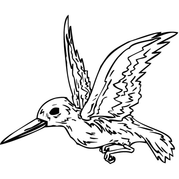 hummingbird Thumbnail