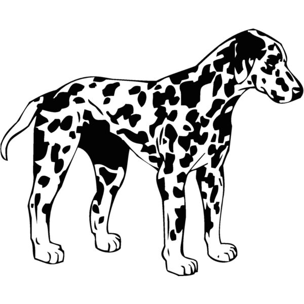 dalmation Thumbnail