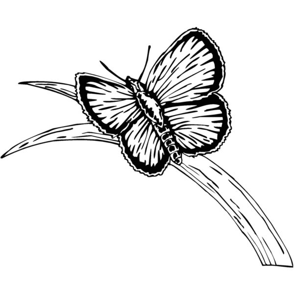 butterfl Thumbnail
