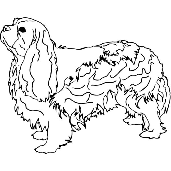 cavalier Thumbnail