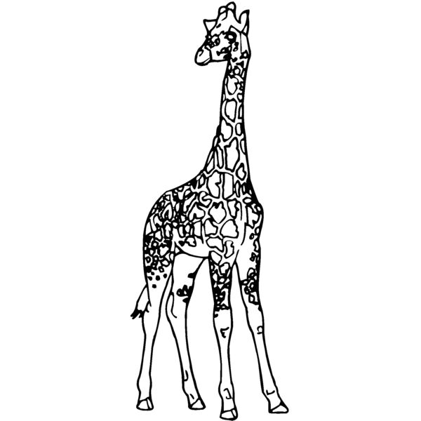 giraffe Thumbnail