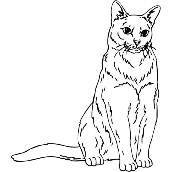 burmese Thumbnail
