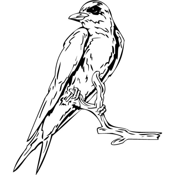 bird12 Thumbnail