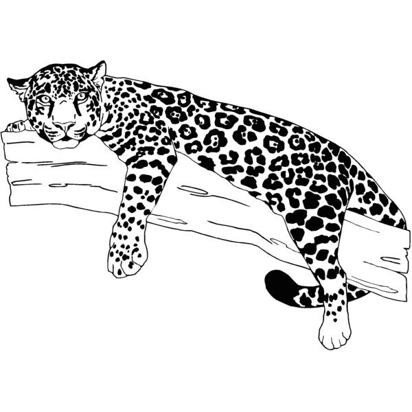 leopard Thumbnail