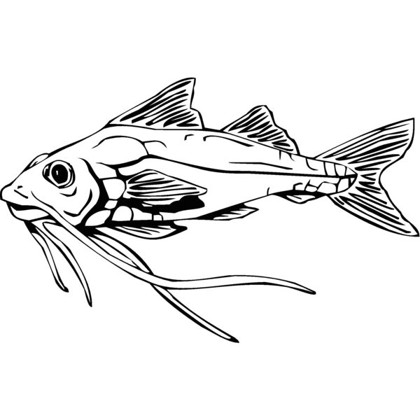 fish5 Thumbnail