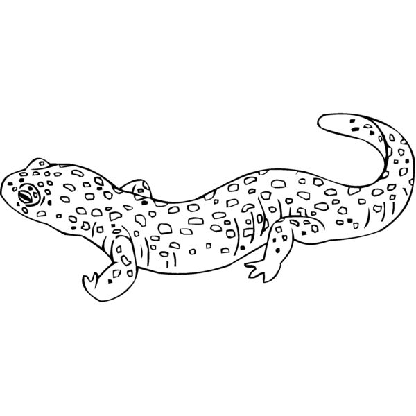lizard3 Thumbnail